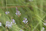 Sampson's snakeroot